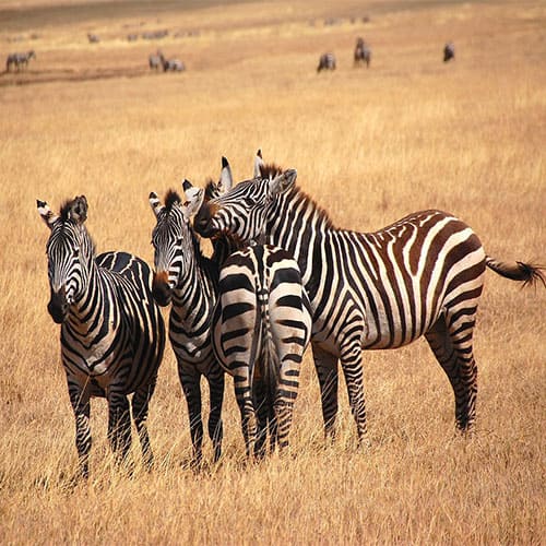 Vorschaubild Best of Tansania Kleingruppenreise, Zebras in der Serengeti