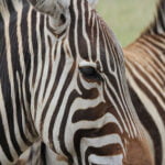 Tansania Rundreise - Zebra Serengeti