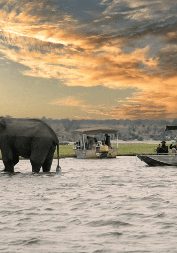 botswana safari okavango delta boote auf wasser und elefant