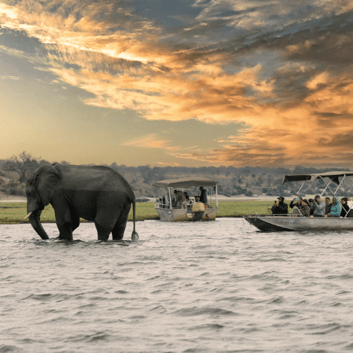 botswana safari okavango delta boote auf wasser und elefant