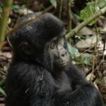 Gorillababy in Uganda