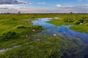 okavango delta botswana