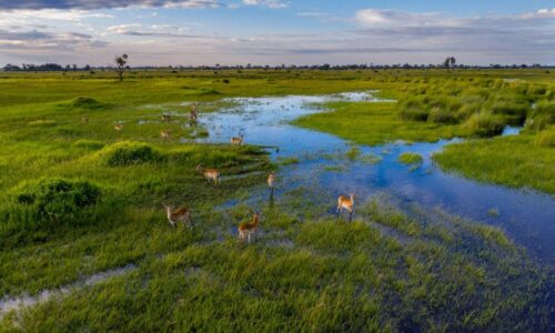 Botswana okavango delta tukio afrika kleingruppe Okavango delta botswana