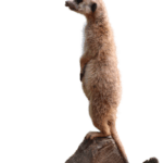 TUKIO Afrika Favicon Reisebüro für Afrika Reisen Ludwigsburg TUKIO Afrika Favicon Reisebüro für Afrika Reisen Ludwigsburg