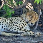 Botswana In Afrika – Safari, Natur Und Exklusive Reiseerlebnisse 7 7 | Leopard entdeckt auf einer Kleingruppenreise durch Botswana im Savuti NP