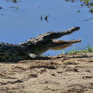 Krokodile in Botswana am Chobe Fluss