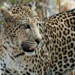 Botswana In Afrika – Safari, Natur Und Exklusive Reiseerlebnisse 4 4 | Leopard Botswana Afrika Selbstfahrer reisen