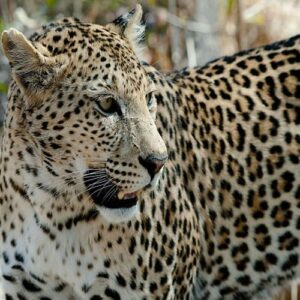 Botswana Selbstfahrer Reise Anfragen Leopard Botswana Afrika Selbstfahrer reisen