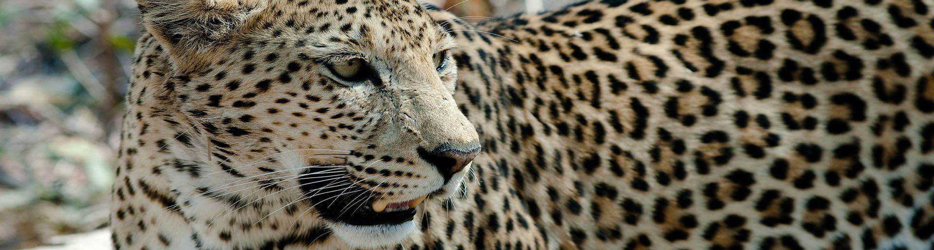 Bannerbild zu Botswana 4 x 4 Kleingruppenreise Leopard