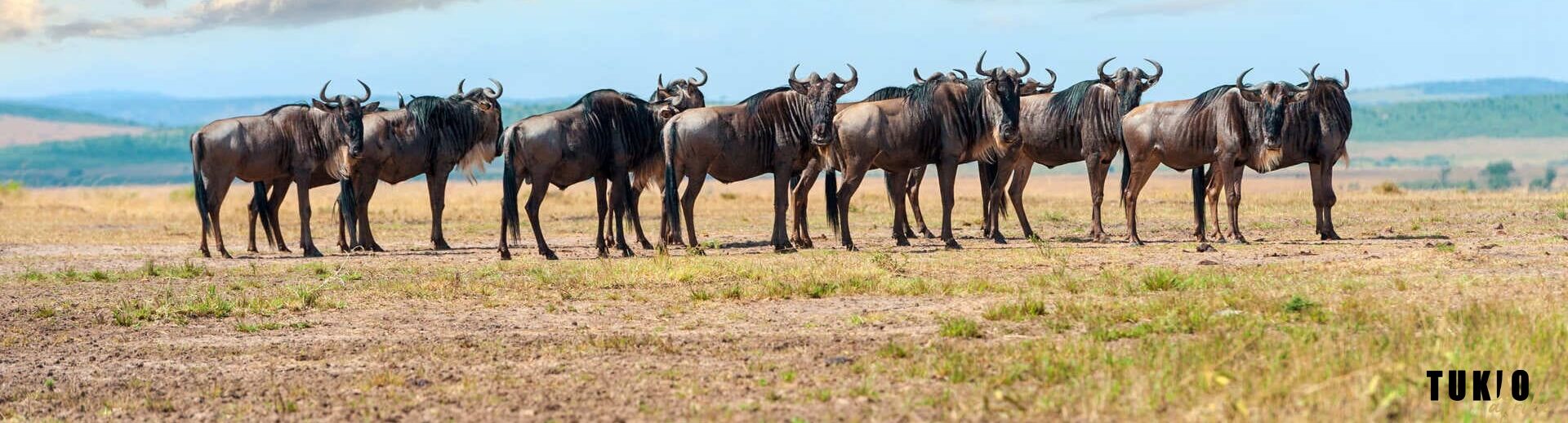Bannerbild Safari in Tansania Kleingruppenreise Gnus in der Serengeti