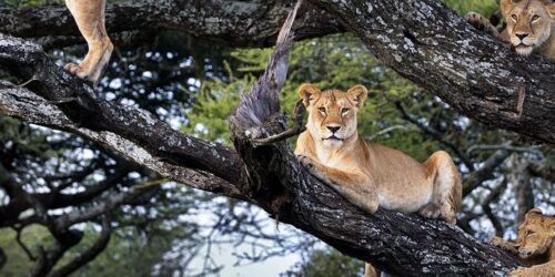 Tansania baumlöwen tierbeobachtung kleingruppenreise Bannerbild zur kleingruppenreise tansania safari baumlöwen im national park