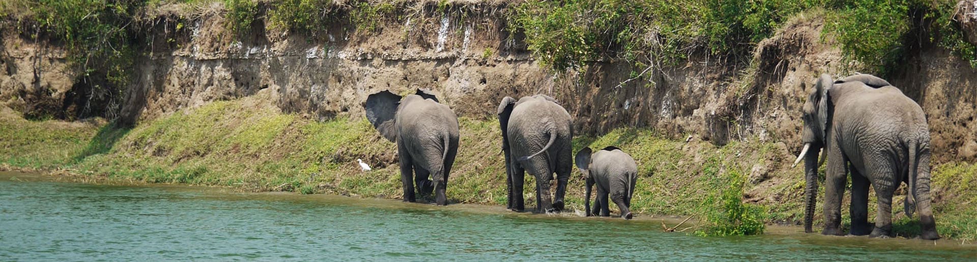 Bannerbild zu Kleingruppenreise Uganda Elefanten m Flusssrand