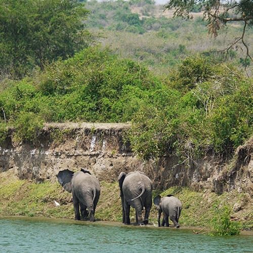 Vorschaubild zur Uganda Reise Elefanten