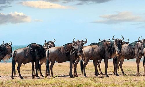 Vorschau wilderbeast Tansania kleingruppenreise tansania, kleingruppenreise