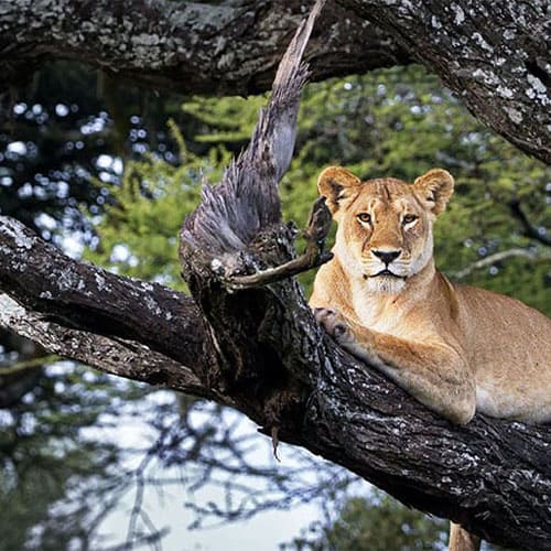 Vorschaubild Löwe Tansania auf dem Baum