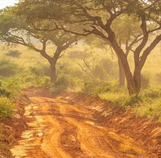 Krüger National Park - Südafrika 13 13 | Uganda Straße Selbstfahrer