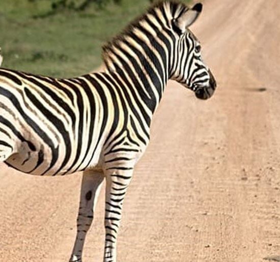 Bannerbild zur Selbstfahrer Mietwagenrundreise Südafrika Zebras auf der Straße