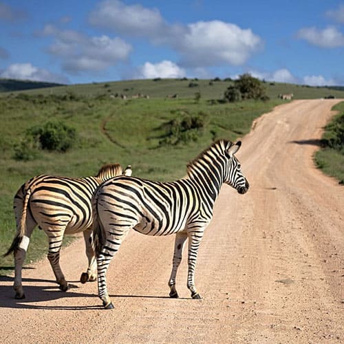 Vorschaubild zur Selbstfahrerreise in Südafrika Zebras auf der Straße
