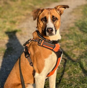 Über uns 3 3 Chilli Office Hund bei TUKIO Afrika