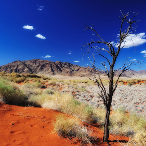 Namibia Desert Sossusvlei Baum Kleingruppenreisen Namibia, Rundreise Kleingruppe die beste Reisezeit für Namibia reisen