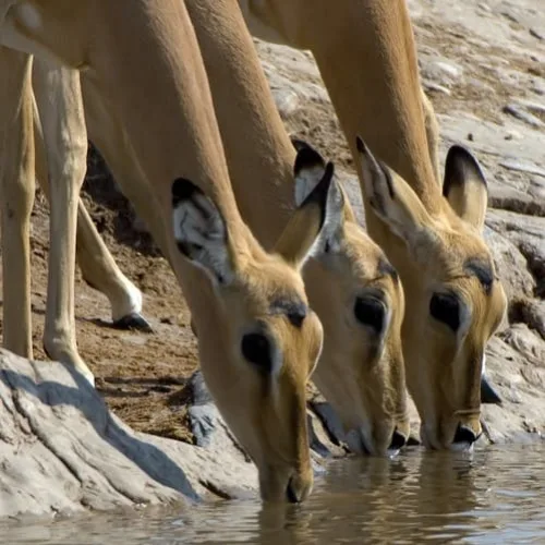 Botswana Impalas bei trinken, Packliste zu Botswana