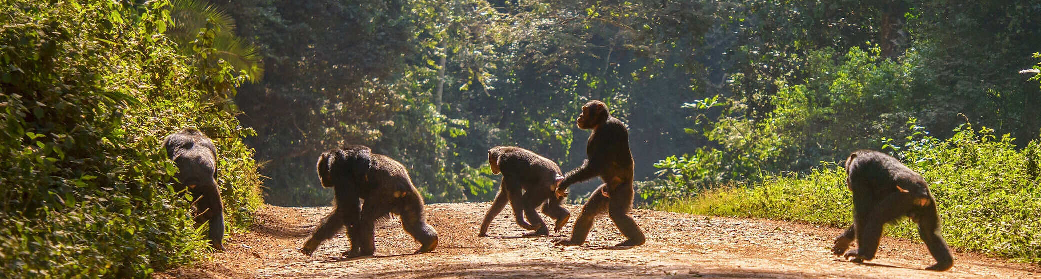 Uganda Schimpansen im Wals auf der Straße