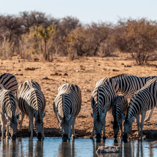 Zebras an einem kleinen Fluss in Namibia
