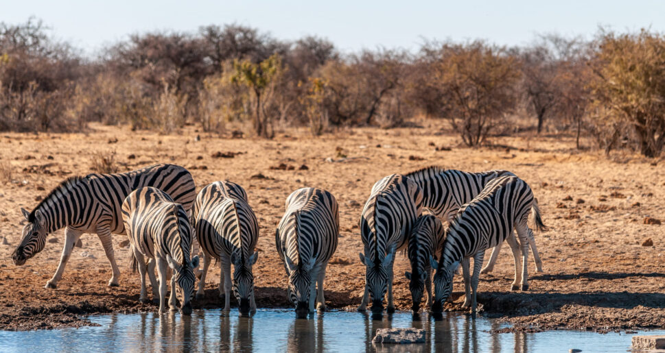 Krüger National Park - Südafrika 5 5 | Zebras an einem kleinen Fluss in Namibia