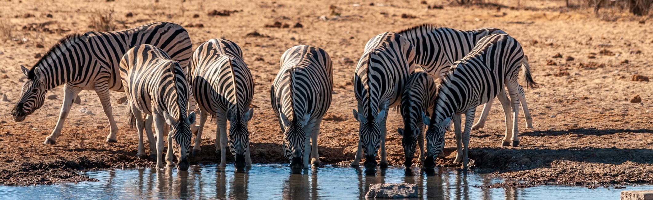 Zebras am Wasserloch Namibia