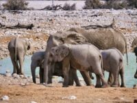 Namibia-kleingruppenreise-etosha-nationalpark Namibia kleingruppe etosha np