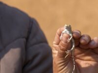Namibia-rundreise-swakopmund-damaraland Namibia-rundreise-swakopmund-damaraland