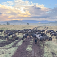 Tansania Gnuwandferun Ngorongoro Krater