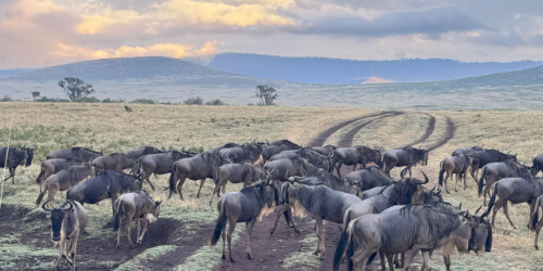 Tansania gnuwandferun ngorongoro krater Ngorongoro krater gnus in tansania