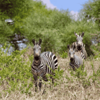 Zebras im Tarangire NP Tanzania