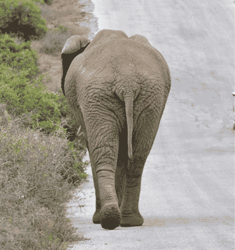 Elefant von hinten auf der Straße Südafrika Krüger NP
