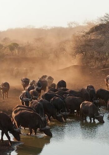 Suedafrika Reise 15 Tage inkl. Krueger NP Garden Route mit Deutschsprachigem Guide V