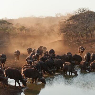 Südafrika Reise - 15 Tage inkl. Krüger NP & Garden Route mit Deutschsprachigem Guide V Büffel trinken am Wasserloch in Südafrika Reise