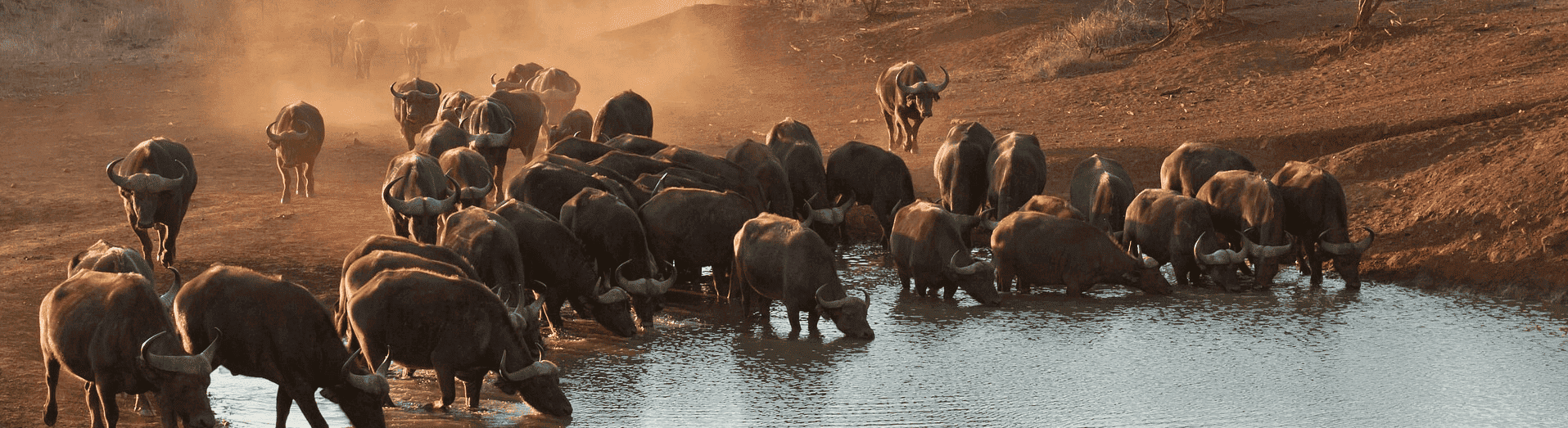 buffallos trinken am wasserloch