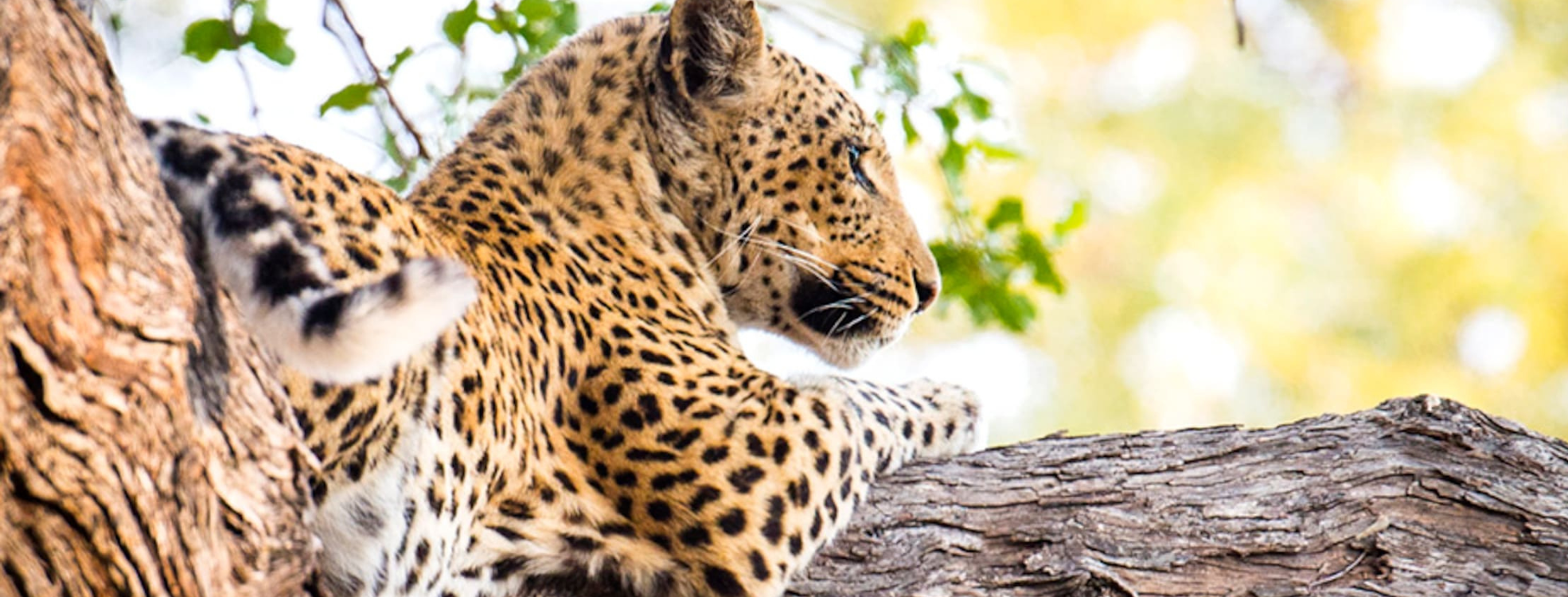 TUKIO afrika Leopard Botswana auf dem Baum