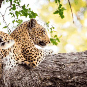 Leopard entspannt auf einem Baum