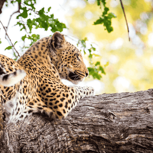 Namibia Botswana Simbabwe Rundreise Leopard