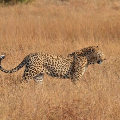 Namibia, botswana, simbabwe rundreise tukio afrika Leoprad wüste namibia, botswana, simbabwe rundreise
