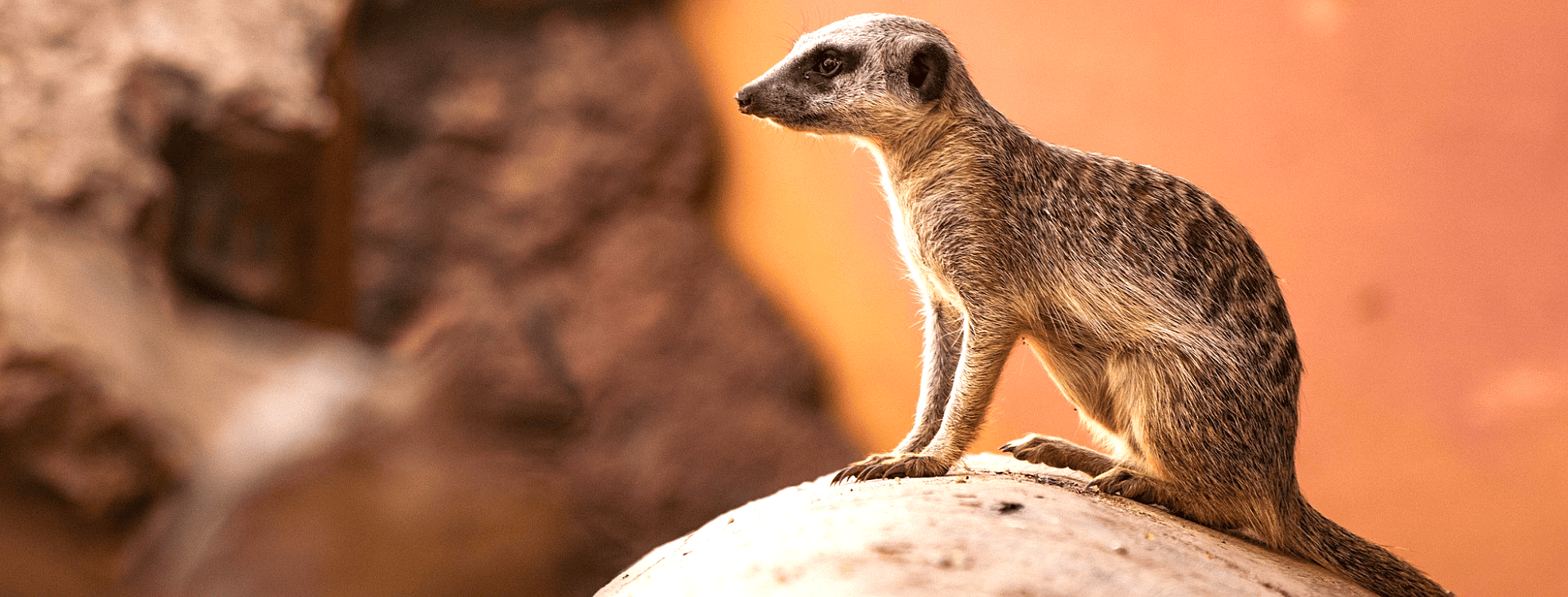 TUKIO Afrika Erdmännchen