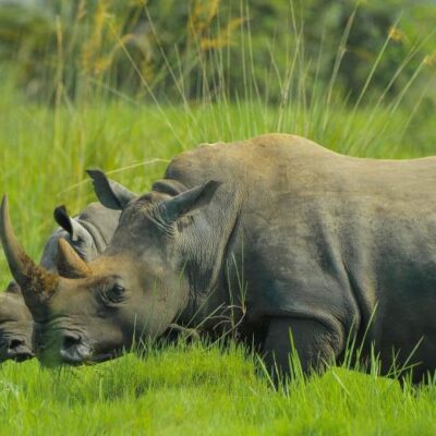 Uganda Safari Ziwa nashorn Uganda Safari Uganda Kleingruppenreise