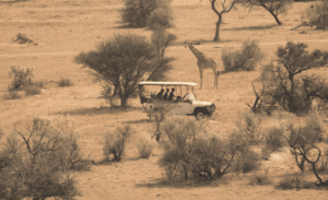 Afrika Rundreisen Safari mit Giraffe im Hintergrund