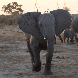Botswana In Afrika – Safari, Natur Und Exklusive Reiseerlebnisse 3 3 | Elefant im Chobe-Nationalpark bei Sonnenuntergang