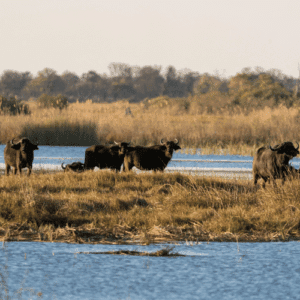 Botswana In Afrika – Safari, Natur Und Exklusive Reiseerlebnisse 2 2 | Okavango-Delta in Botswana in Afrika