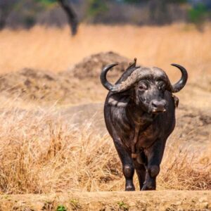 Kenia reisen und safari 2 Kenia kleingruppenreise buffalo 1