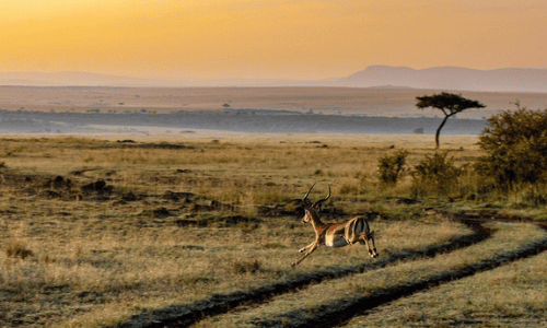 Kenia kleingruppenreise safari Kenia savanne topi