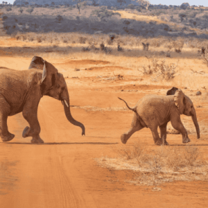 Kenia Safari in kleiner Gruppe Elefanten im National Park